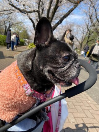 エーデレミニスのInstagram投稿(2025年12月)