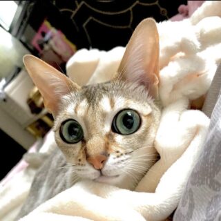 エーデレミニスのInstagram投稿(2026年4月)